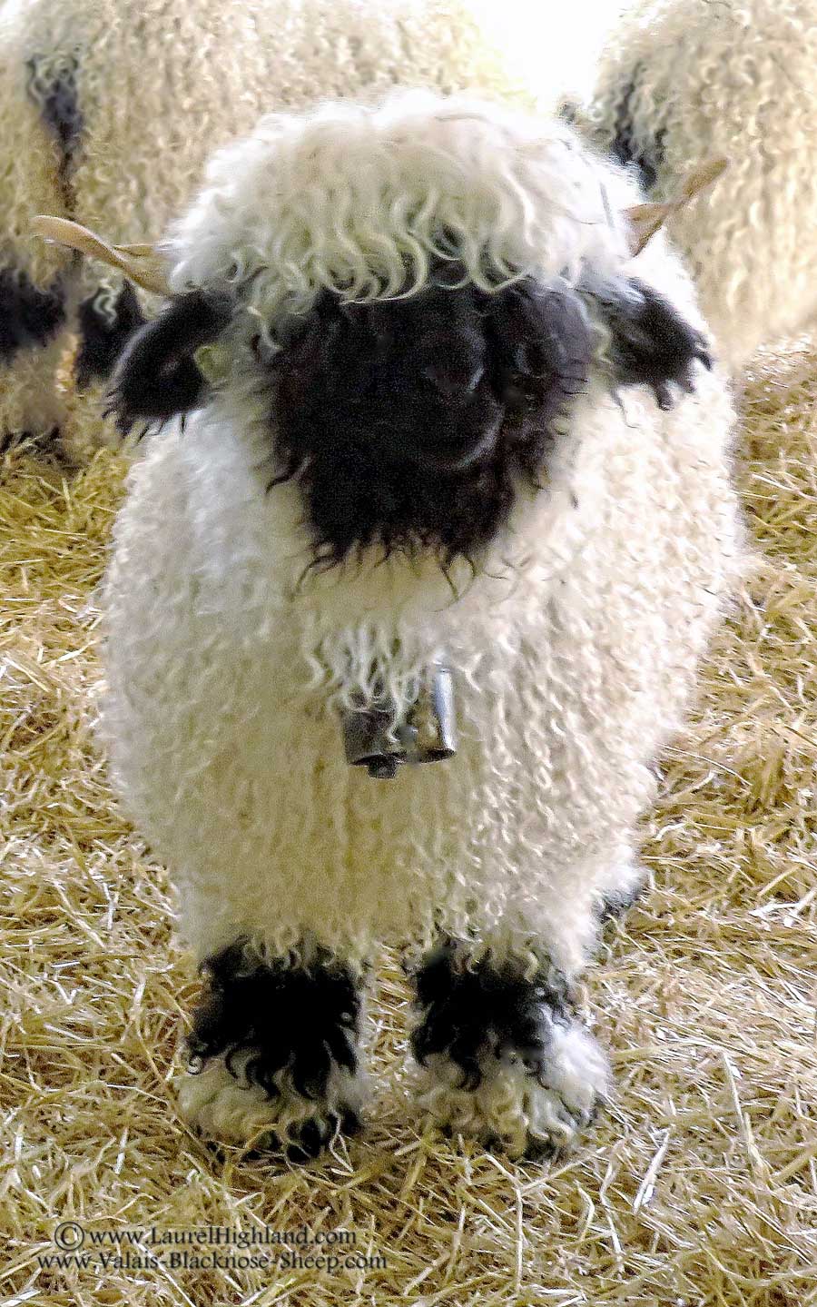 Valais Blacknose Ewe Lamb